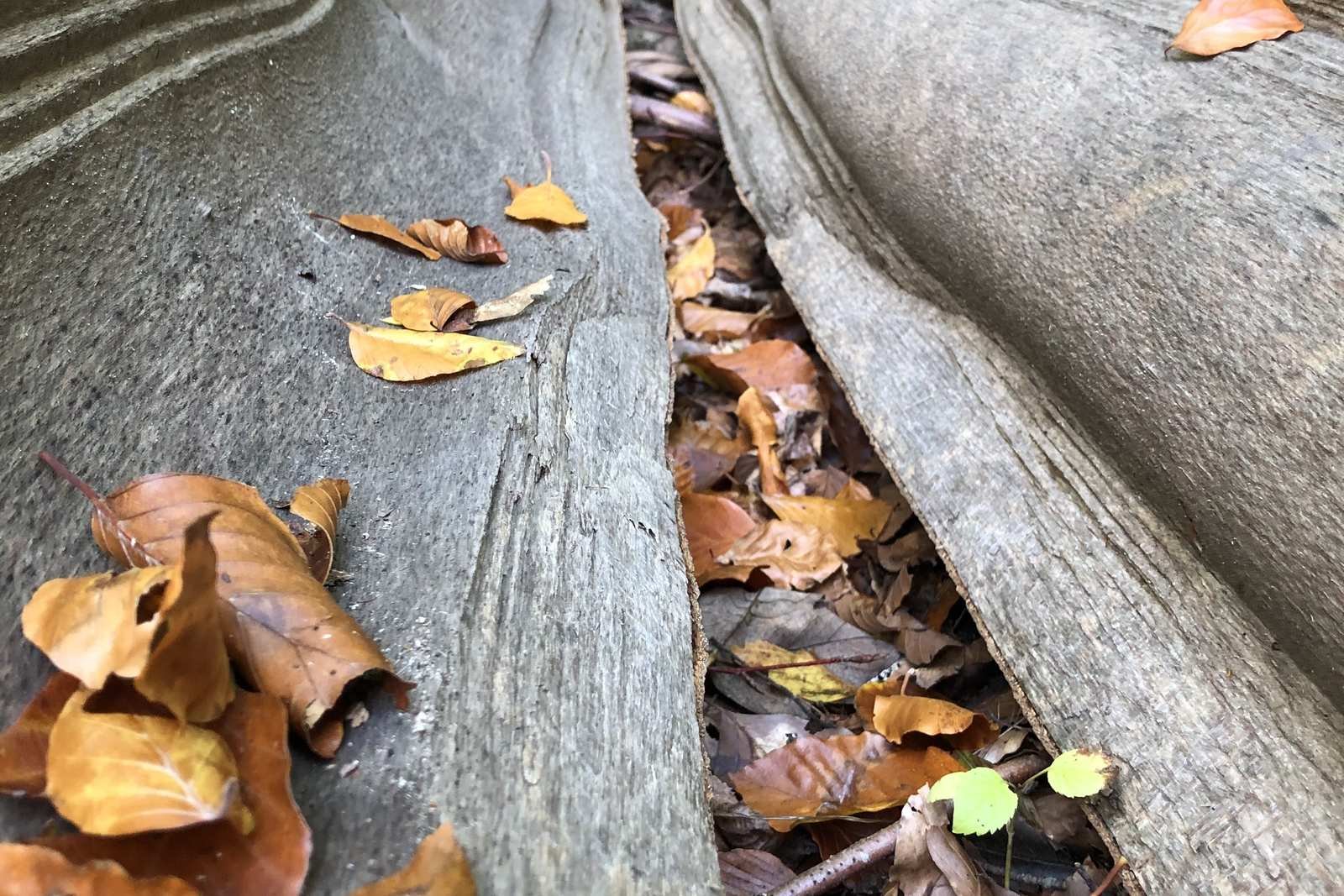 Fallen leaves and debris packed into a residential gutter